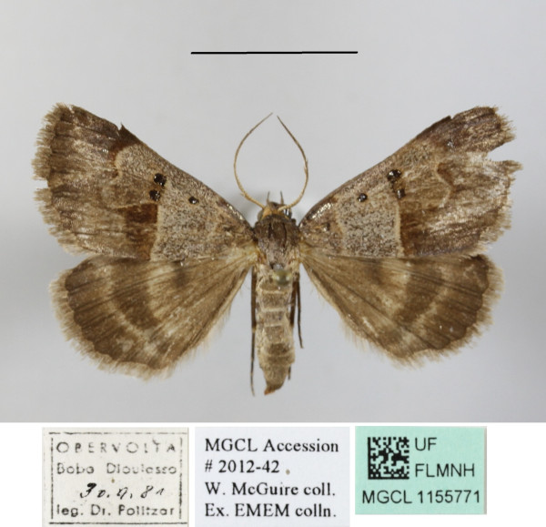 /filer/webapps/moths/media/images/C/caelata_Cerocala_AF_MGCLa_02.JPG