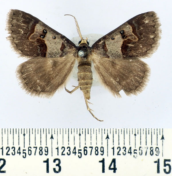 /filer/webapps/moths/media/images/C/caelata_Cerocala_AM_BMNH.jpg