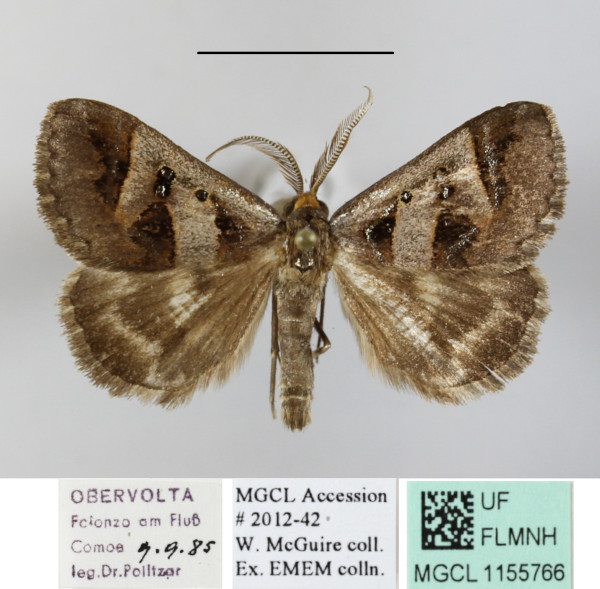 /filer/webapps/moths/media/images/C/caelata_Cerocala_AM_MGCLa_01.JPG
