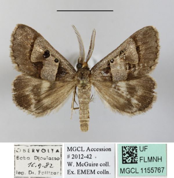 /filer/webapps/moths/media/images/C/caelata_Cerocala_AM_MGCLa_03.JPG