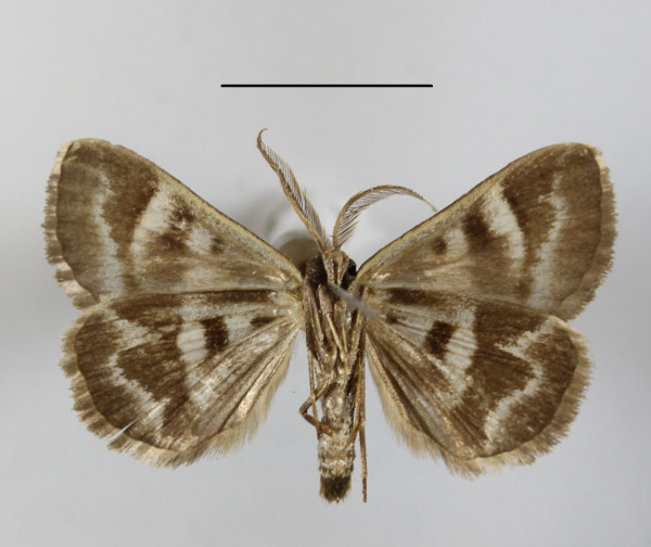 /filer/webapps/moths/media/images/C/caelata_Cerocala_AM_MGCLb_01.JPG