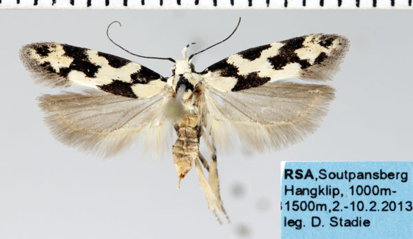 /filer/webapps/moths/media/images/C/caelata_Furcaphora_AF_ZSM.jpg