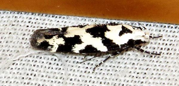 /filer/webapps/moths/media/images/C/caelata_Furcaphora_A_Braun_03.jpg