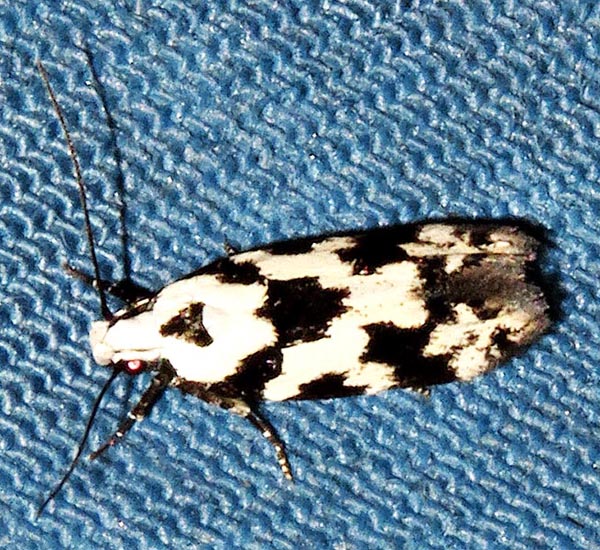 /filer/webapps/moths/media/images/C/caelata_Furcaphora_A_Braun_04.jpg