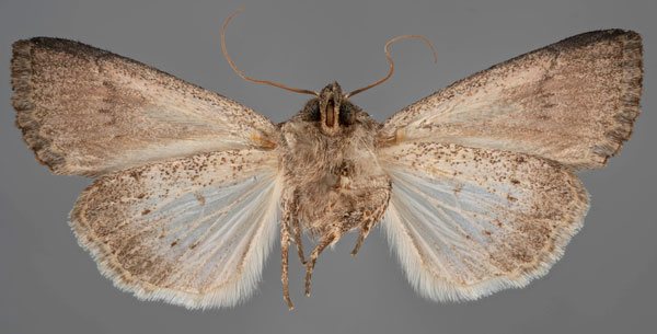 /filer/webapps/moths/media/images/C/caelebs_Hadena_HT_MfNb.jpg