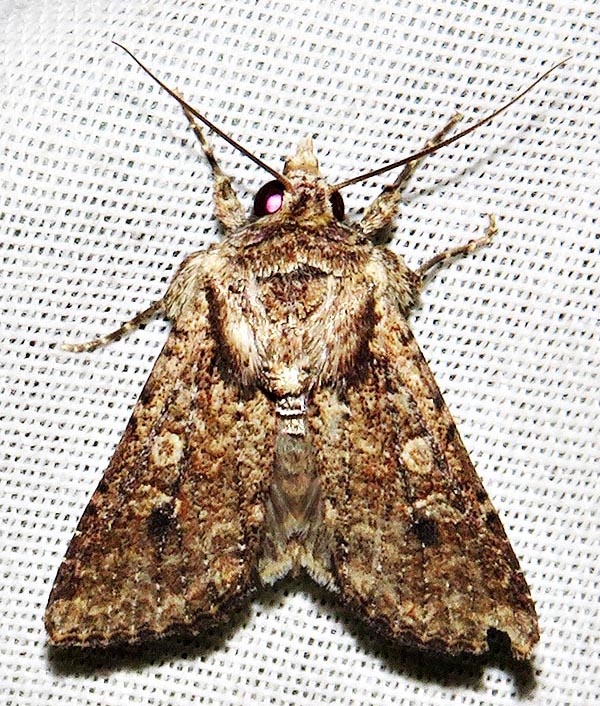 /filer/webapps/moths/media/images/C/caelebs_Mythimna_A_Braun_05.jpg