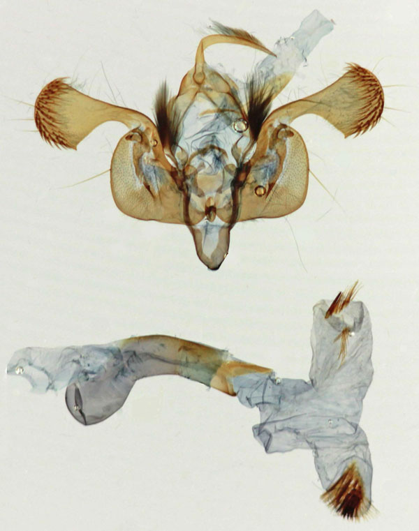 /filer/webapps/moths/media/images/C/caelebs_Mythimna_GM_Legrain_9159.jpg