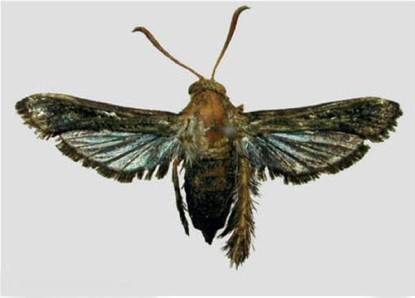 /filer/webapps/moths/media/images/C/caerulea_Afromelittia_HT_TMSA.jpg