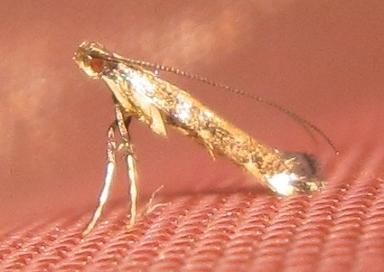 /filer/webapps/moths/media/images/C/caerulea_Phodoryctis_A_Bippus_02.jpg