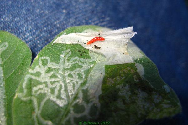 /filer/webapps/moths/media/images/C/caerulea_Phodoryctis_MN_Bippus.jpg