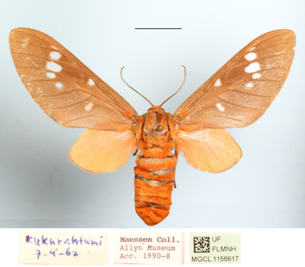/filer/webapps/moths/media/images/C/caeruleifascia_Balacra_AF_MGCLa_02.JPG