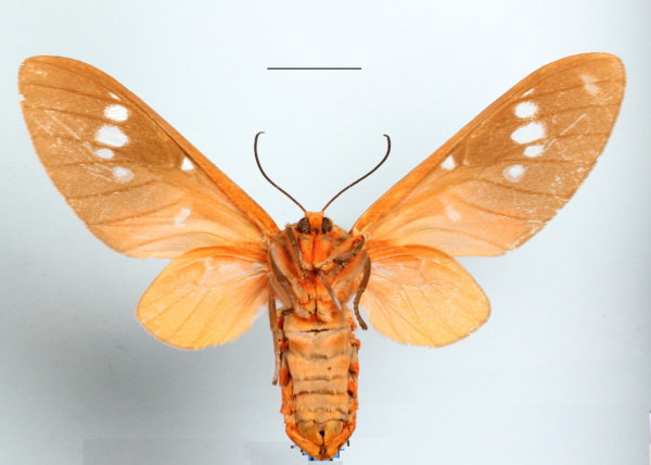 /filer/webapps/moths/media/images/C/caeruleifascia_Balacra_AF_MGCLb_02.JPG