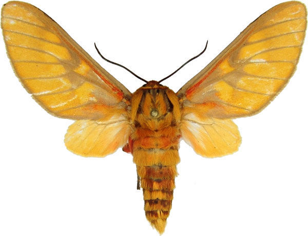 /filer/webapps/moths/media/images/C/caeruleifascia_Balacra_AM_MCJM.jpg
