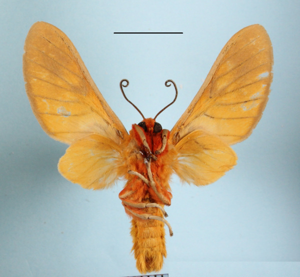 /filer/webapps/moths/media/images/C/caeruleifascia_Balacra_AM_MGCLb_01.JPG