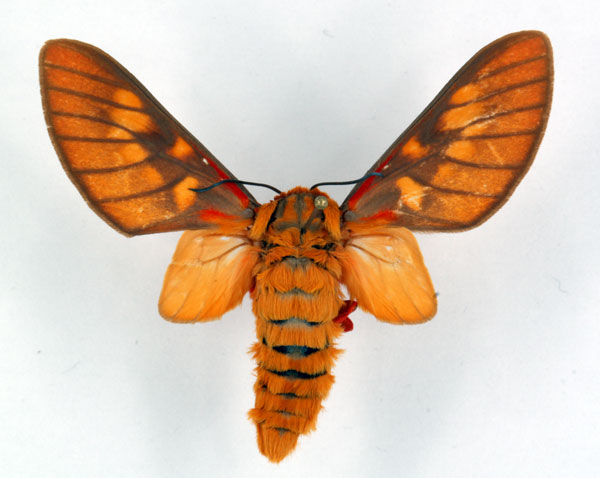 /filer/webapps/moths/media/images/C/caeruleifascia_Balacra_AM_ZSM_01.jpg