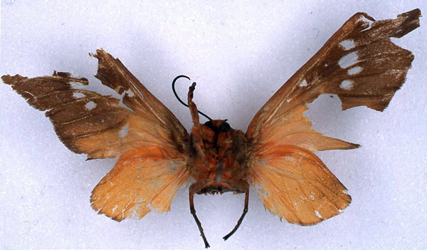 /filer/webapps/moths/media/images/C/caeruleifascia_Balacra_HT_BMNH_02.jpg