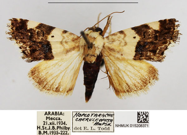 /filer/webapps/moths/media/images/C/caeruleopicta_Acontia_AF_NHMUK.jpg