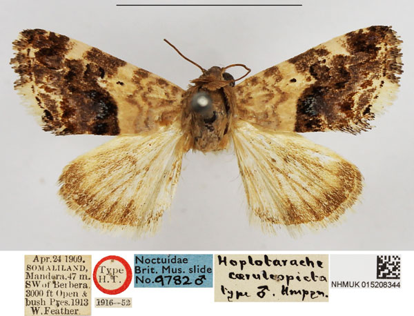 /filer/webapps/moths/media/images/C/caeruleopicta_Hoplotarache_LT_NHMUK.jpg