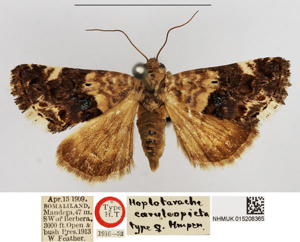 /filer/webapps/moths/media/images/C/caeruleopicta_Hoplotarache_PLT_NHMUK.jpg