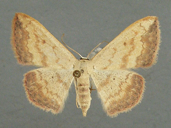 /filer/webapps/moths/media/images/C/caesaria_Scopula_AF_TMSA.jpg