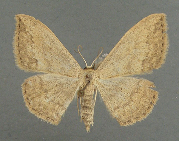 /filer/webapps/moths/media/images/C/caesaria_Scopula_AM_TMSA_01.jpg