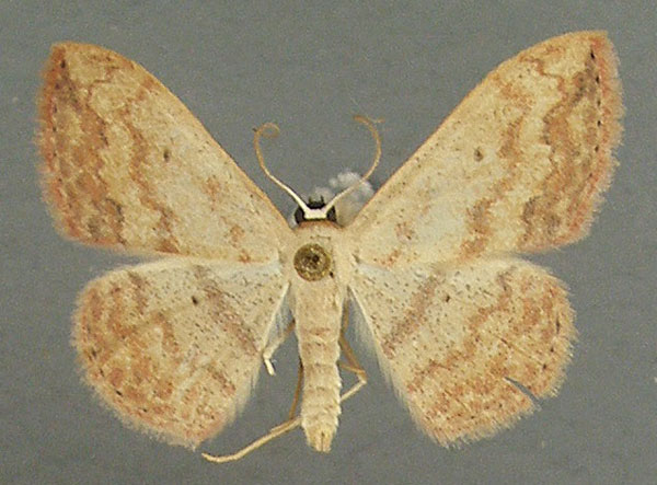 /filer/webapps/moths/media/images/C/caesaria_Scopula_AM_TMSA_02.jpg