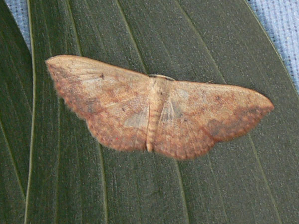 /filer/webapps/moths/media/images/C/caesaria_Scopula_A_Goff.jpg