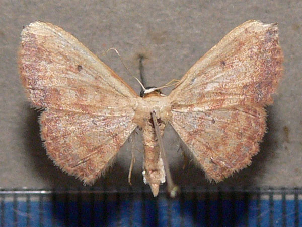 /filer/webapps/moths/media/images/C/caesaria_Scopula_A_Goff_02.jpg