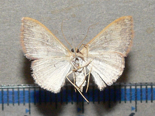 /filer/webapps/moths/media/images/C/caesaria_Scopula_A_Goff_03.jpg