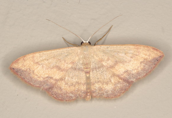 /filer/webapps/moths/media/images/C/caesaria_Scopula_A_Heyns_01.jpg