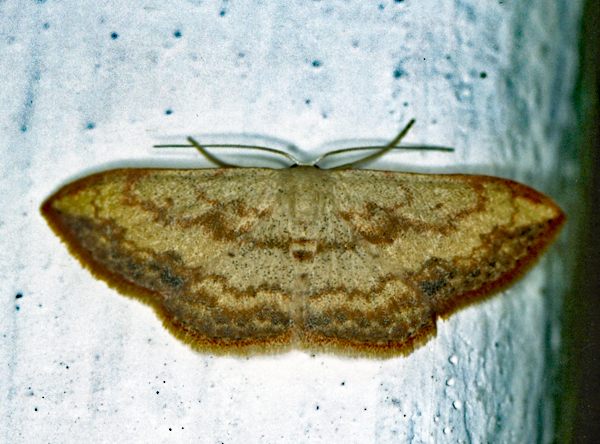 /filer/webapps/moths/media/images/C/caesaria_Scopula_A_Roland_01.jpg