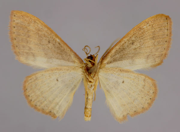 /filer/webapps/moths/media/images/C/caesaria_Scopula_A_ZSM_02.jpg