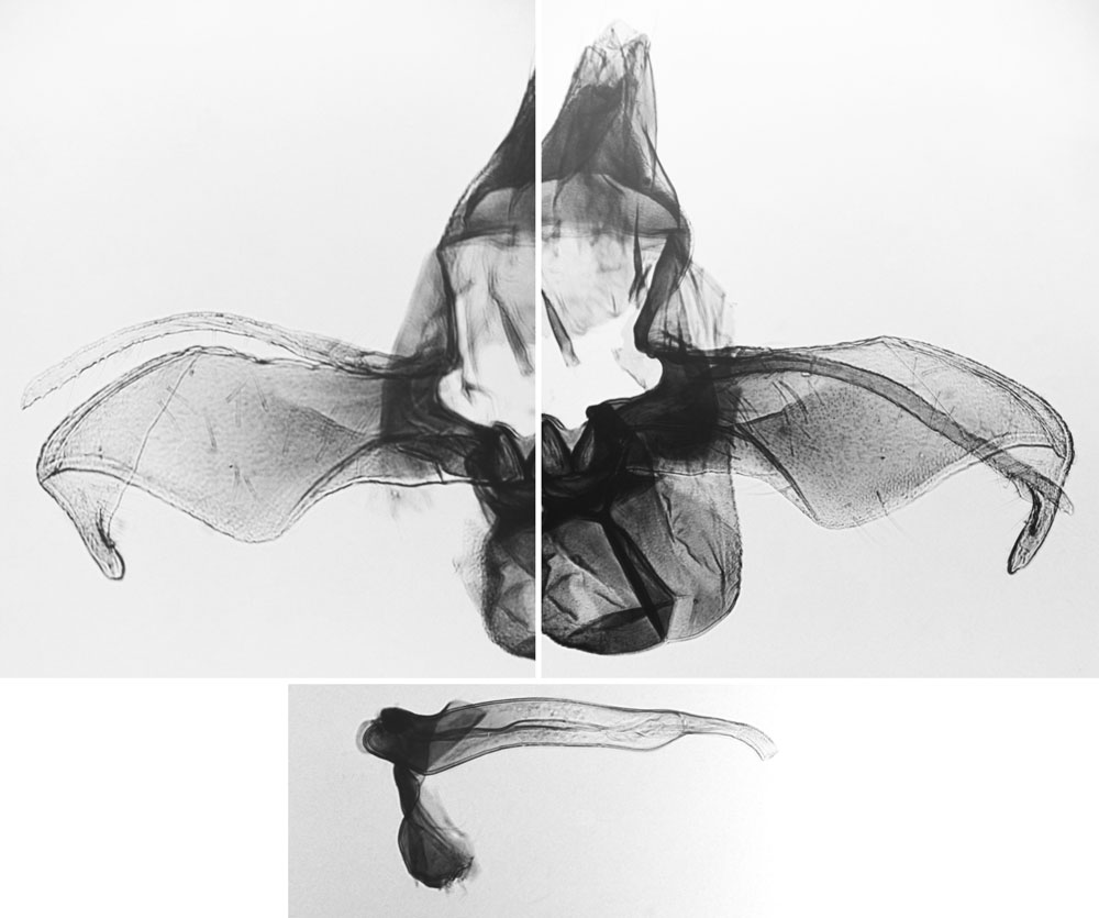 /filer/webapps/moths/media/images/C/cafferoides_Sphenarches_GMHT_BMNH_20477.jpg