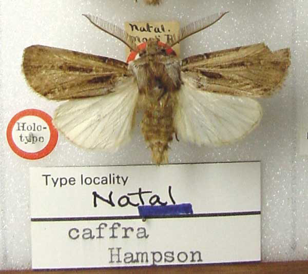 /filer/webapps/moths/media/images/C/caffra_Agrotis_HT_BMNH.jpg