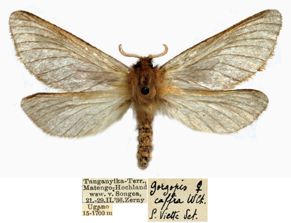 /filer/webapps/moths/media/images/C/caffra_Gorgopis_AF_MfN.jpg
