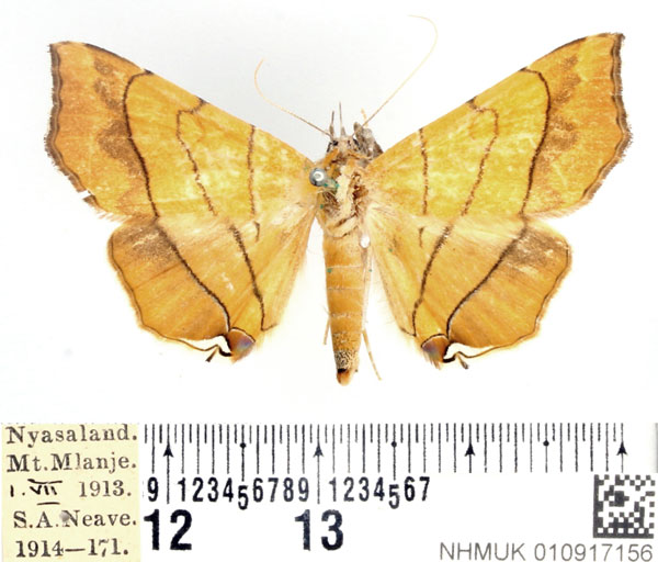 /filer/webapps/moths/media/images/C/caffra_Gracilodes_AF_BMNH.jpg
