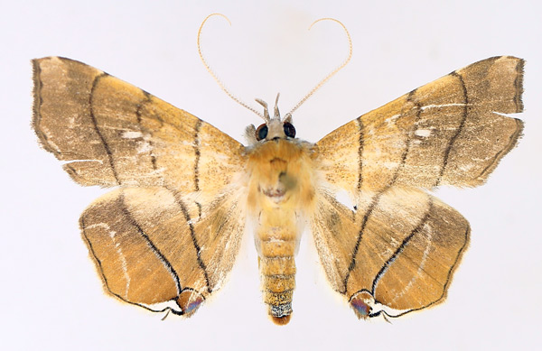 /filer/webapps/moths/media/images/C/caffra_Gracilodes_AF_TMSA_01.jpg