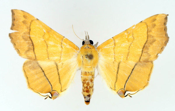 /filer/webapps/moths/media/images/C/caffra_Gracilodes_AF_TMSA_02.jpg