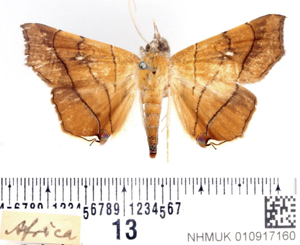 /filer/webapps/moths/media/images/C/caffra_Gracilodes_AM_BMNH.jpg