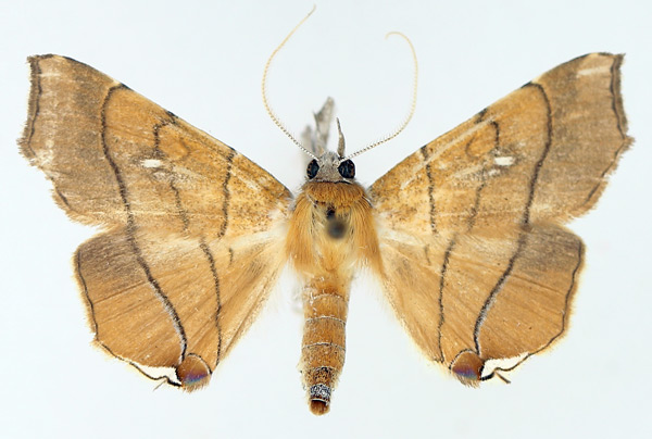 /filer/webapps/moths/media/images/C/caffra_Gracilodes_AM_TMSA_01.jpg