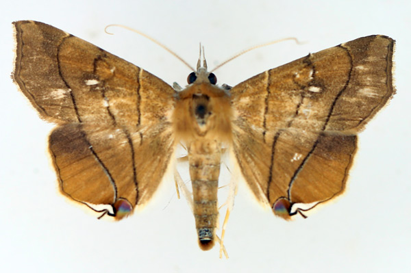 /filer/webapps/moths/media/images/C/caffra_Gracilodes_AM_TMSA_02.jpg