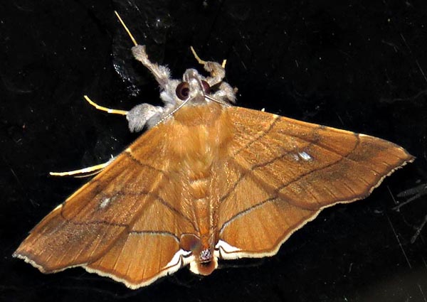 /filer/webapps/moths/media/images/C/caffra_Gracilodes_A_Braun_11.jpg