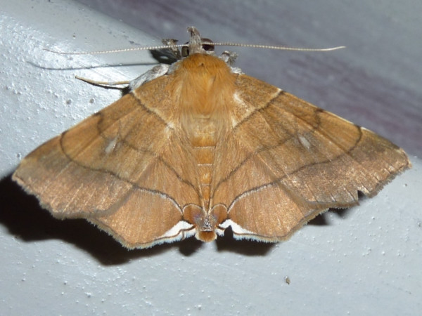 /filer/webapps/moths/media/images/C/caffra_Gracilodes_A_Hancock.JPG