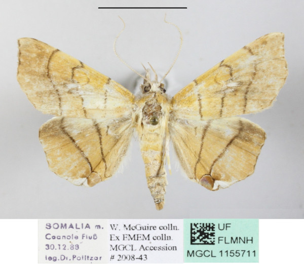 /filer/webapps/moths/media/images/C/caffra_Gracilodes_A_MGCLa_01.JPG