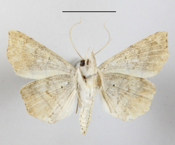 /filer/webapps/moths/media/images/C/caffra_Gracilodes_A_MGCLb_01.JPG
