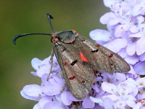 /filer/webapps/moths/media/images/C/caffra_Neurosymploca_A_Rautenbach.jpg