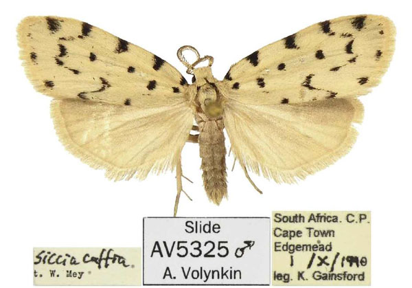 /filer/webapps/moths/media/images/C/caffra_Siccia_AM_ANHRT.jpg