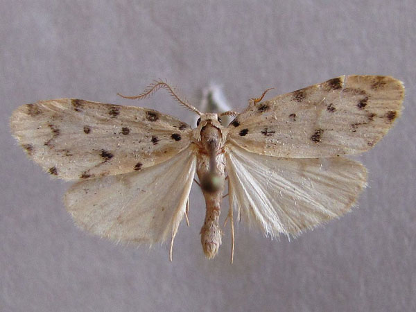 /filer/webapps/moths/media/images/C/caffra_Siccia_A_Baron_01.jpg