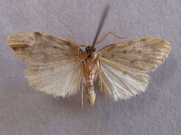 /filer/webapps/moths/media/images/C/caffra_Siccia_A_Baron_02.jpg