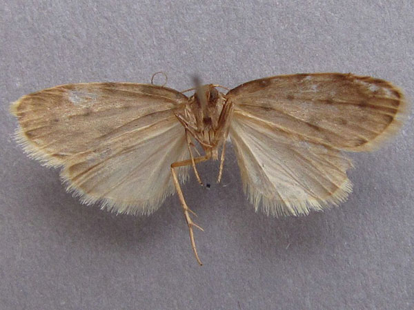 /filer/webapps/moths/media/images/C/caffra_Siccia_A_Baron_04.jpg